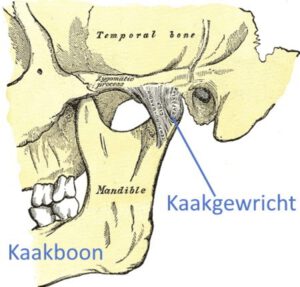 Aanduiding kaakgewricht skelet